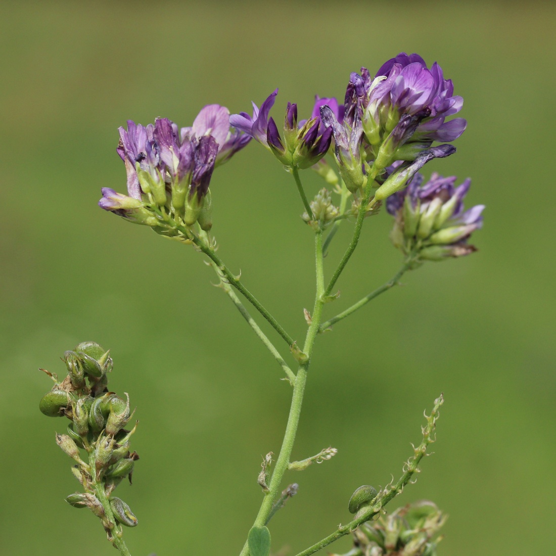 Image of Medicago sativa specimen.