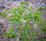 род Euphorbia. Верхушка цветущего растения. Абхазия, Гудаутский р-н, Мюссерский лесной массив, русло р. Риапши. 12.04.2024.