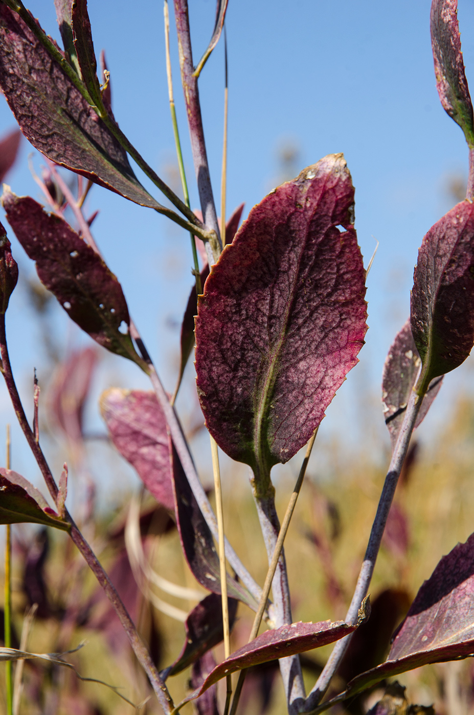 Изображение особи Lepidium latifolium.