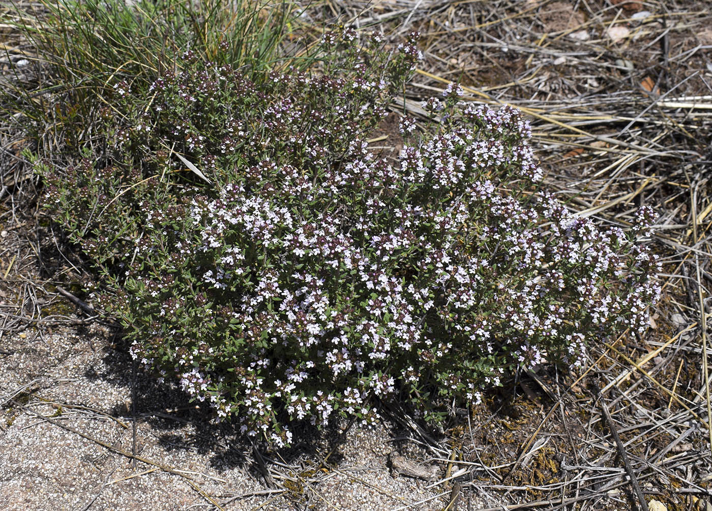 Изображение особи Thymus vulgaris.