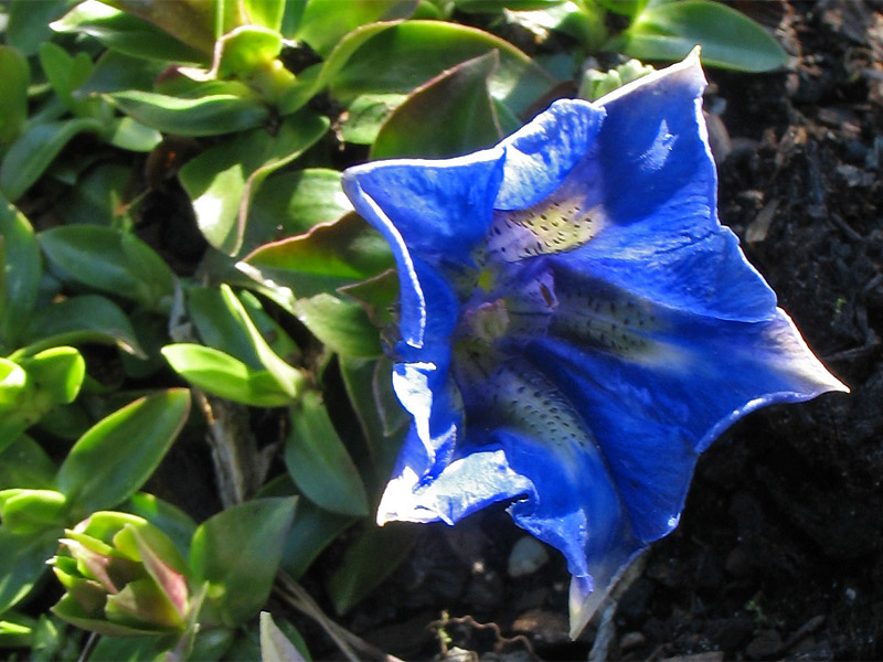 Image of Gentiana acaulis specimen.