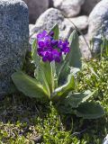 Primula nivalis