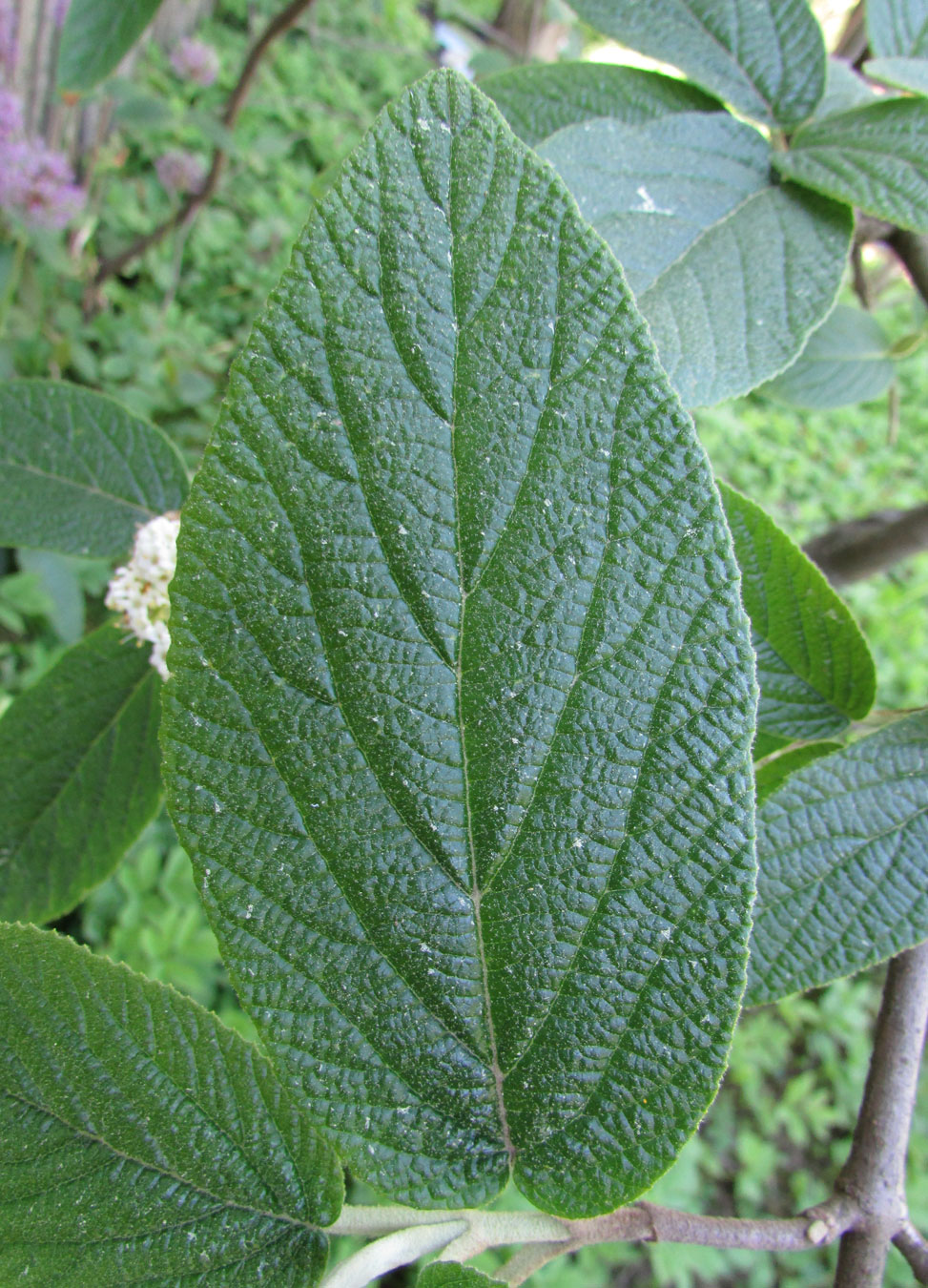 Изображение особи Viburnum &times; rhytidophylloides.