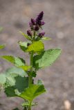 Salvia verticillata