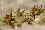 Carex spicata