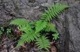 Athyrium yokoscense. Вегетирующее растение. Приморье, Хасанский р-н, Кравцовские водопады, широколиственный лес, у подножия скалы. 01.08.2021.