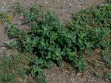 Atriplex tatarica