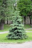 Picea pungens f. glauca