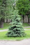Picea pungens форма glauca. Молодое дерево. Псковская обл., г. Псков, Летний сад. 05.06.2006.