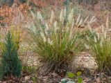 Pennisetum alopecuroides