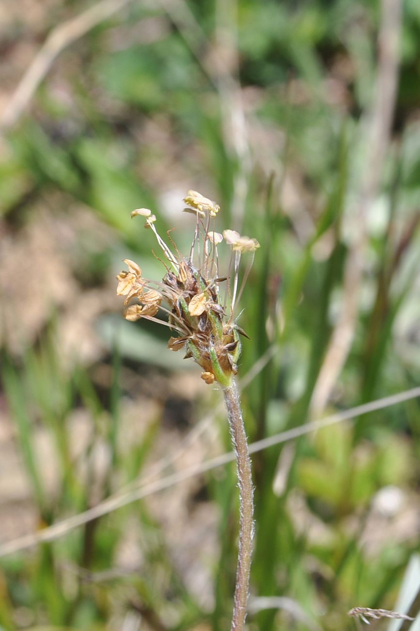 Image of Plantago atrata specimen.
