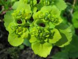 Chrysosplenium alternifolium