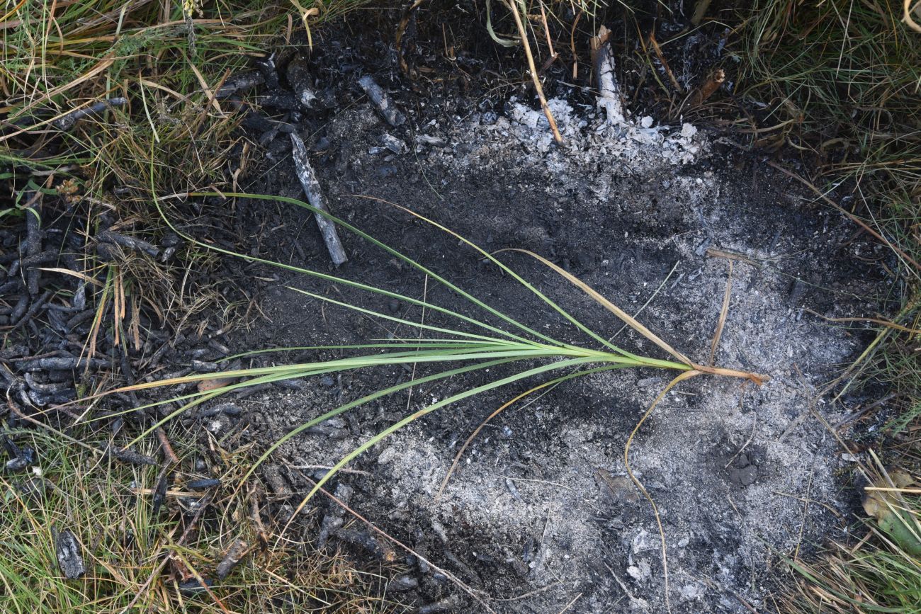 Image of genus Carex specimen.