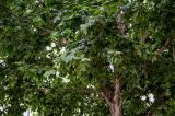 Platanus orientalis. Часть кроны плодоносящего дерева. Китай, провинция Шэньси, г. Сиань, в культуре. 10.06.2024.