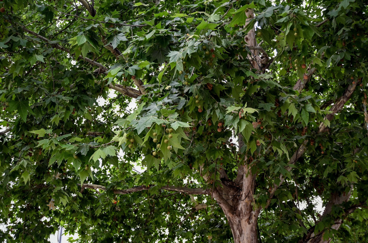 Image of Platanus orientalis specimen.