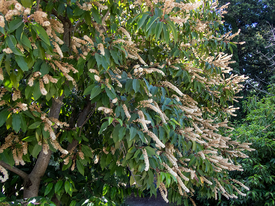 Image of Lauro-cerasus lusitanica specimen.