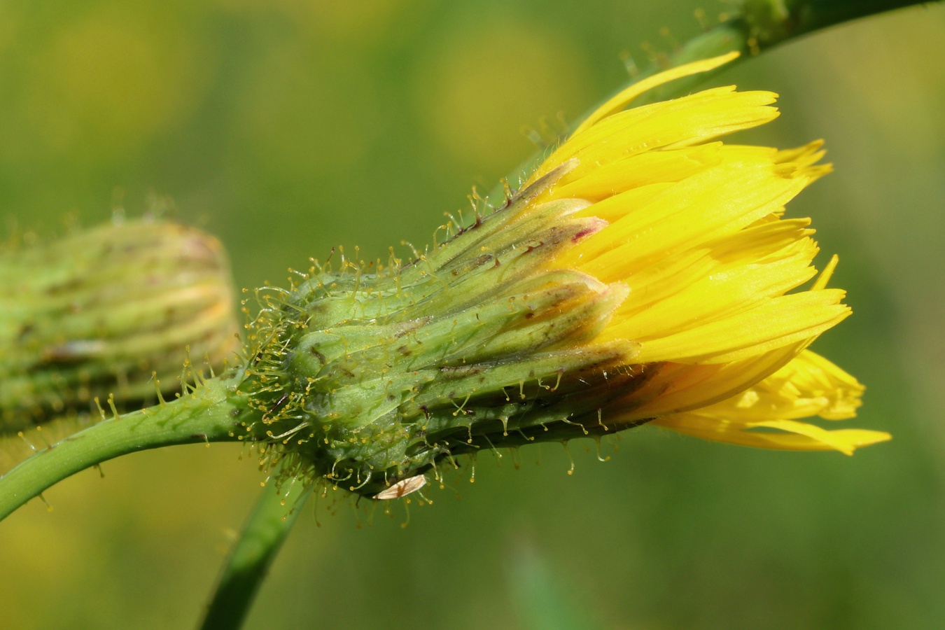 Image of Sonchus arvensis specimen.