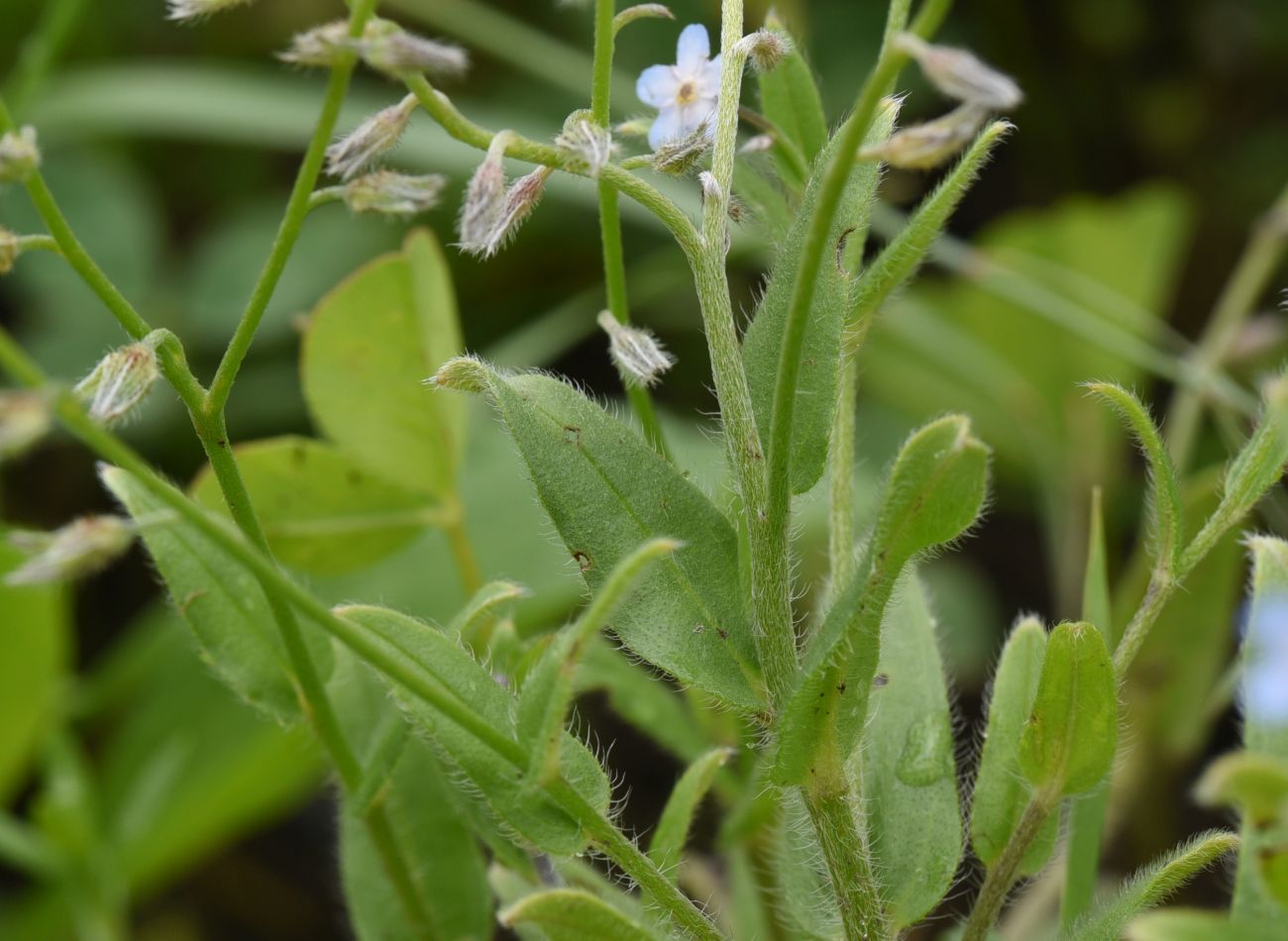 Изображение особи род Myosotis.