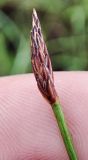 Eleocharis palustris