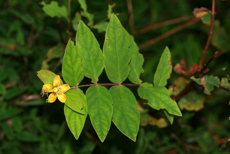 Изображение особи Hypericum androsaemum.