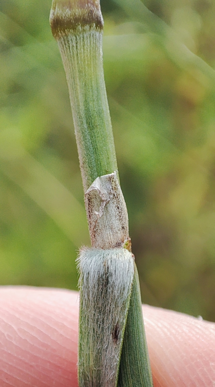 Изображение особи Stipa capillata.