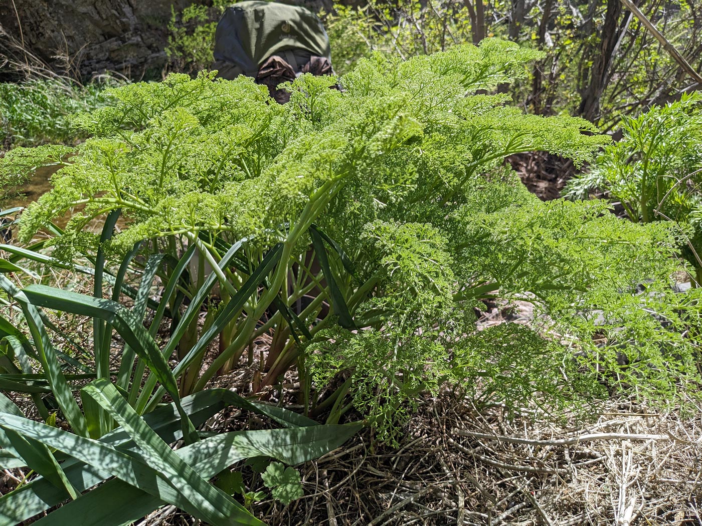 Image of genus Ferula specimen.