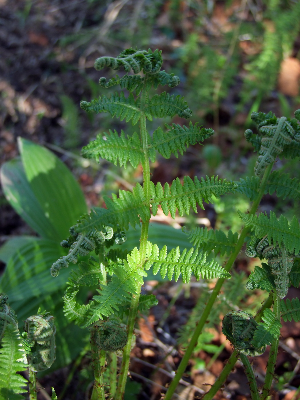 Изображение особи Athyrium filix-femina.