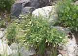 Hedysarum flavescens