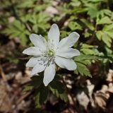 Anemone amurensis. Цветок. Хабаровский край, окр. г. Комсомольск-на Амуре, дол. р. Силинка, перелесок. 07.05.2025.