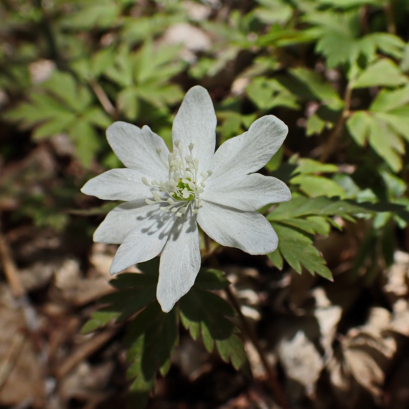 Изображение особи Anemone amurensis.