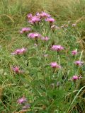 Centaurea salicifolia
