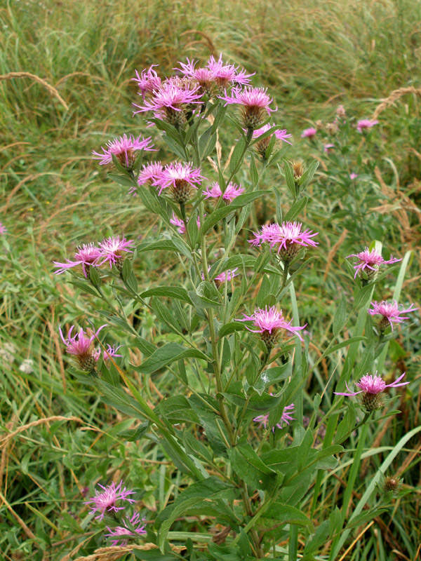 Изображение особи Centaurea salicifolia.