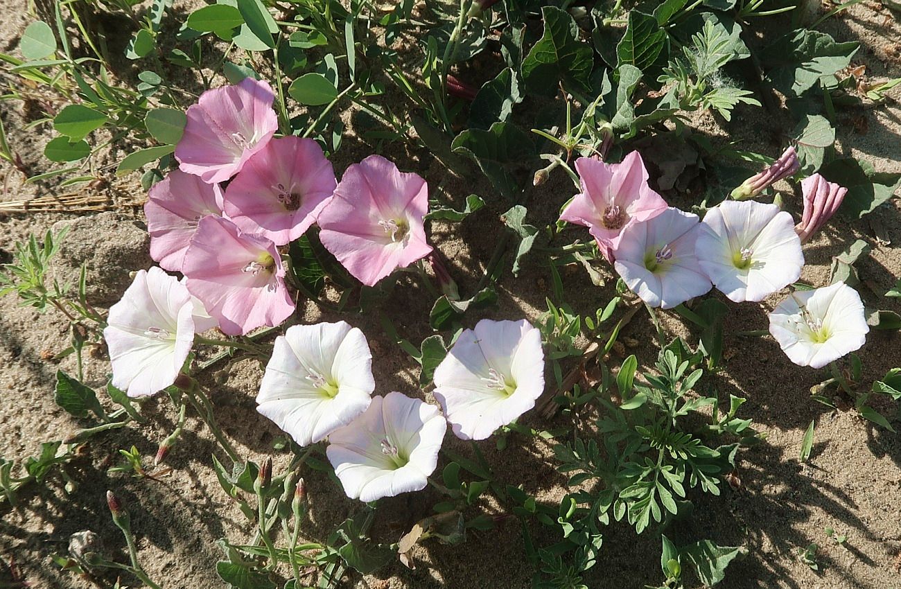Image of Convolvulus arvensis specimen.