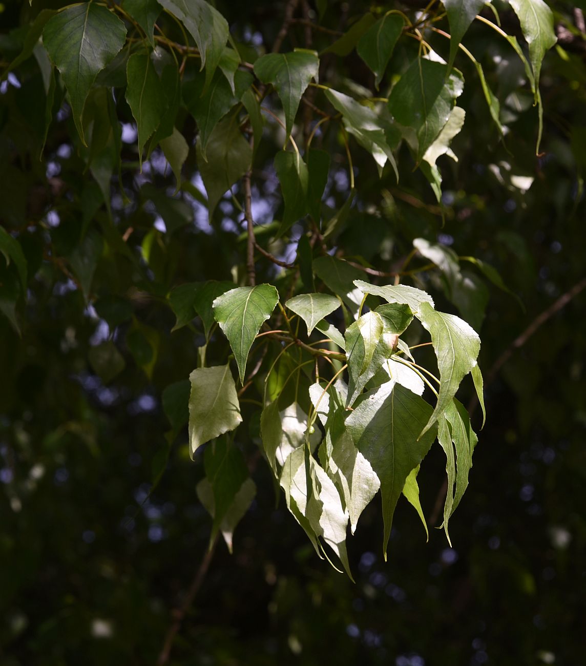 Image of genus Populus specimen.