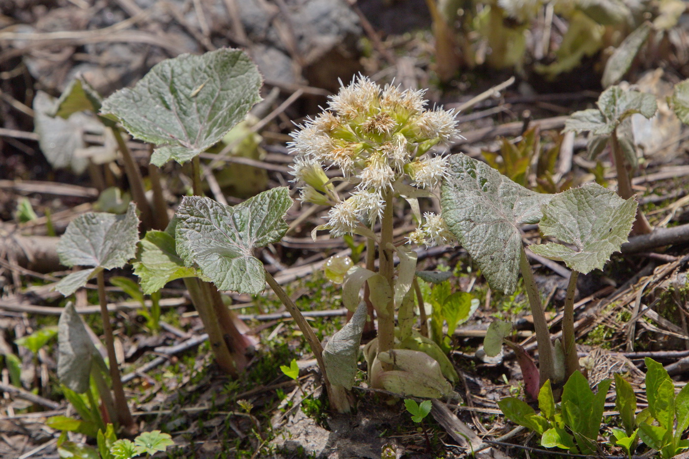 Image of Petasites albus specimen.