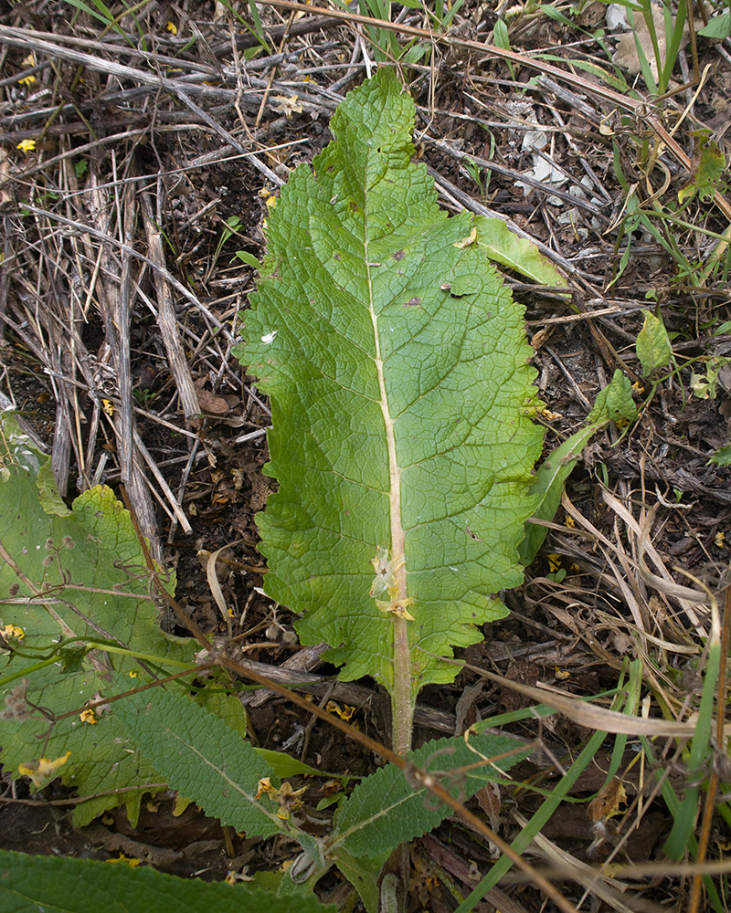 Image of Verbascum marschallianum specimen.