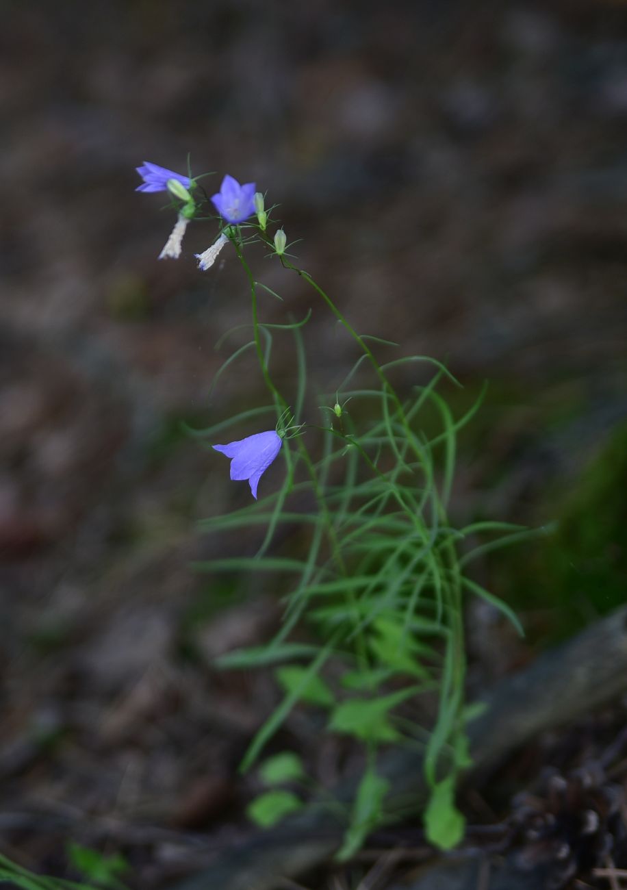 Image of Campanula rotundifolia specimen.