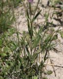 genus Silene. Часть побега. Турция, ил Ван, 4 км на ЮВ от дер. Айдынлар, залежь. 21 мая 2025 г.
