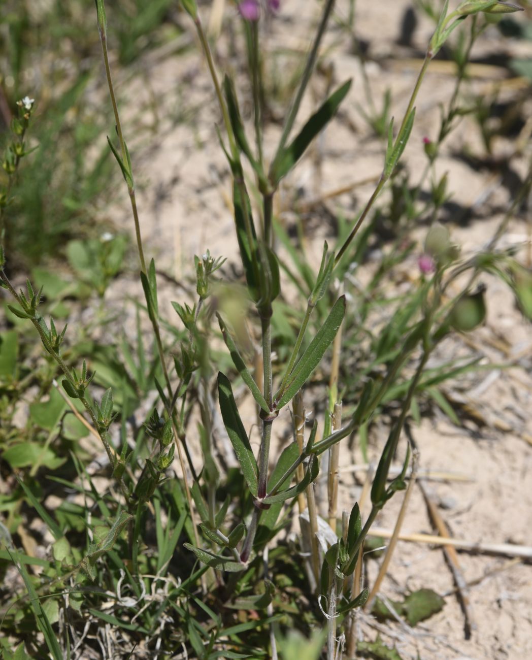 Image of genus Silene specimen.