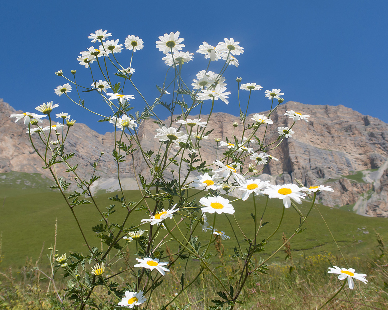 Изображение особи Pyrethrum glanduliferum.