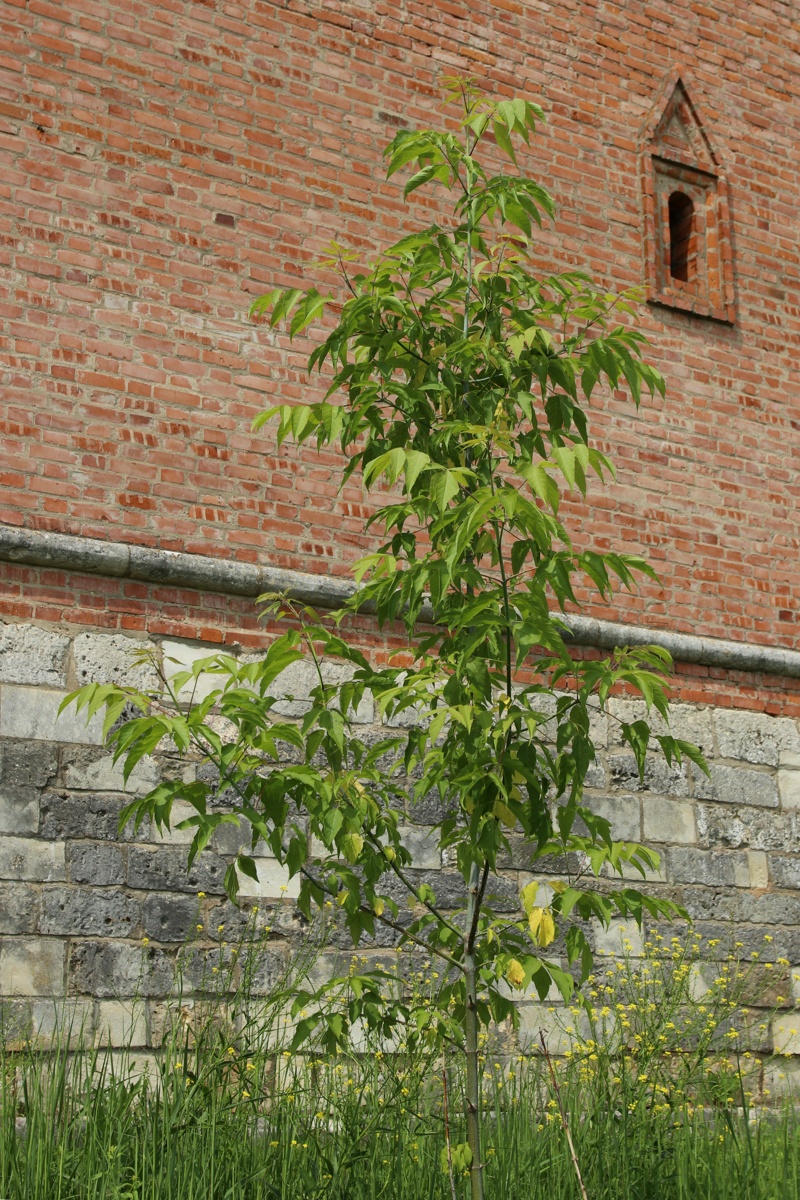 Image of Acer negundo specimen.
