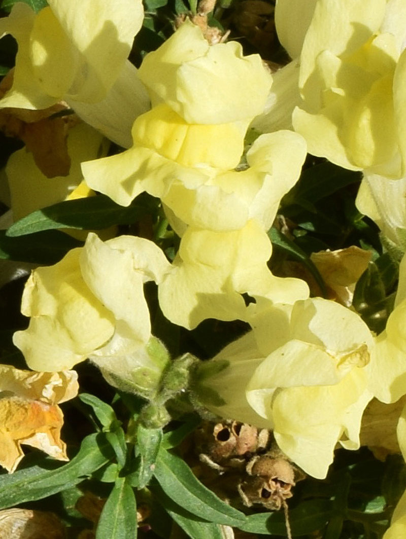 Image of Antirrhinum majus specimen.