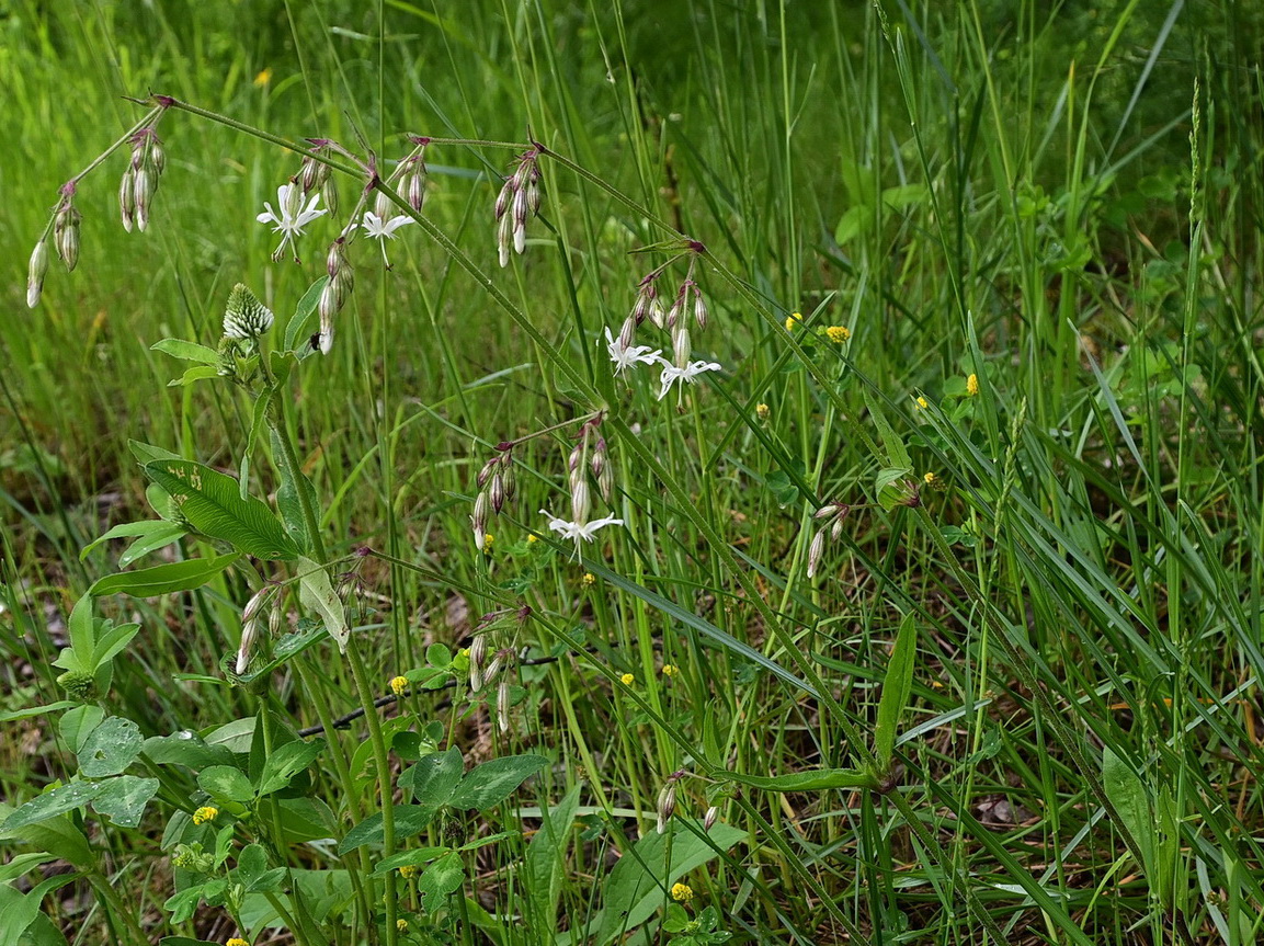 Image of genus Silene specimen.