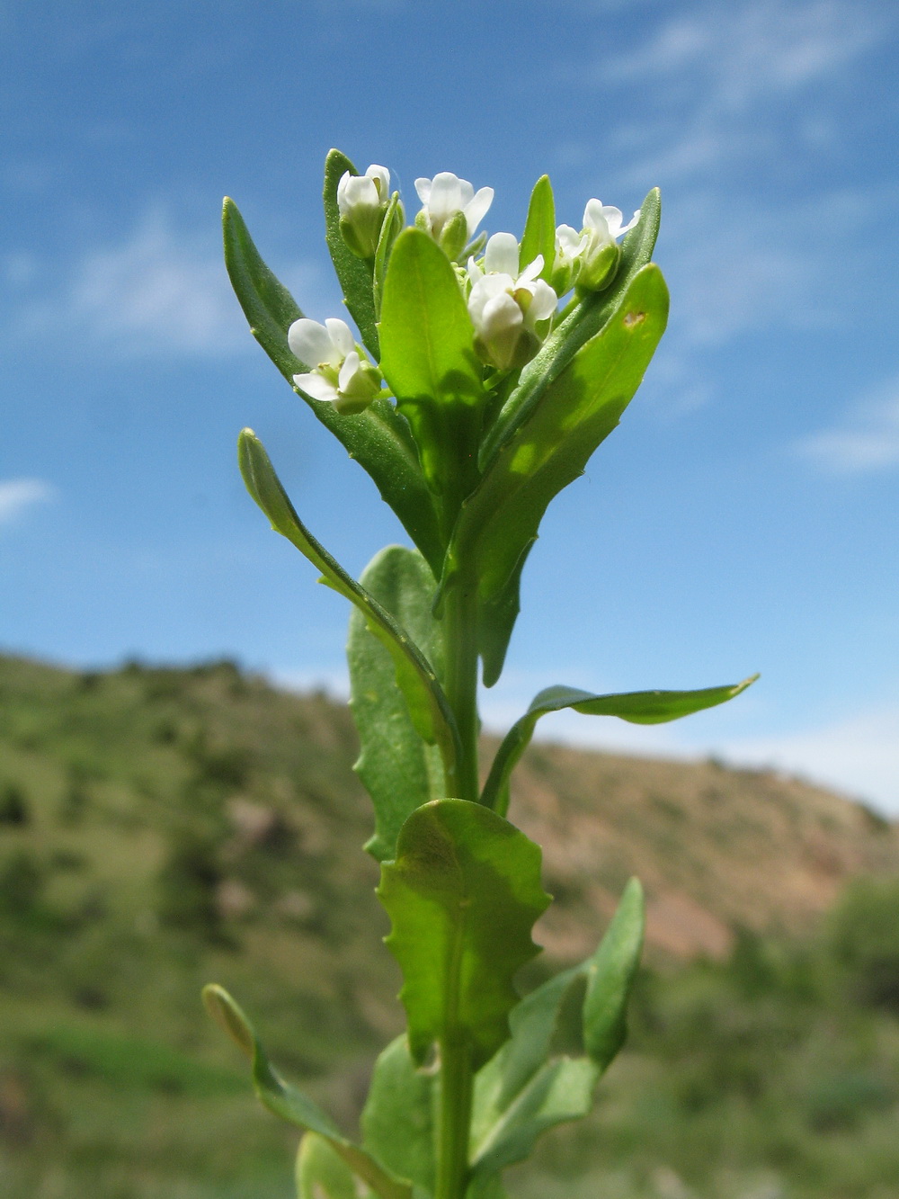 Image of Thlaspi arvense specimen.