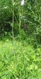Sanguisorba parviflora. Цветущее растение. Читинская обл., окр. пос. Ара-Иля. 02.07.2004.