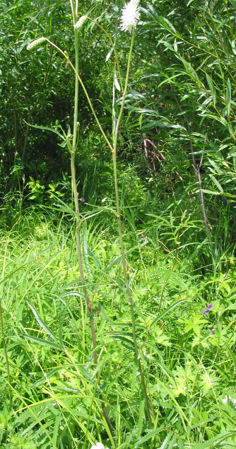 Image of Sanguisorba parviflora specimen.