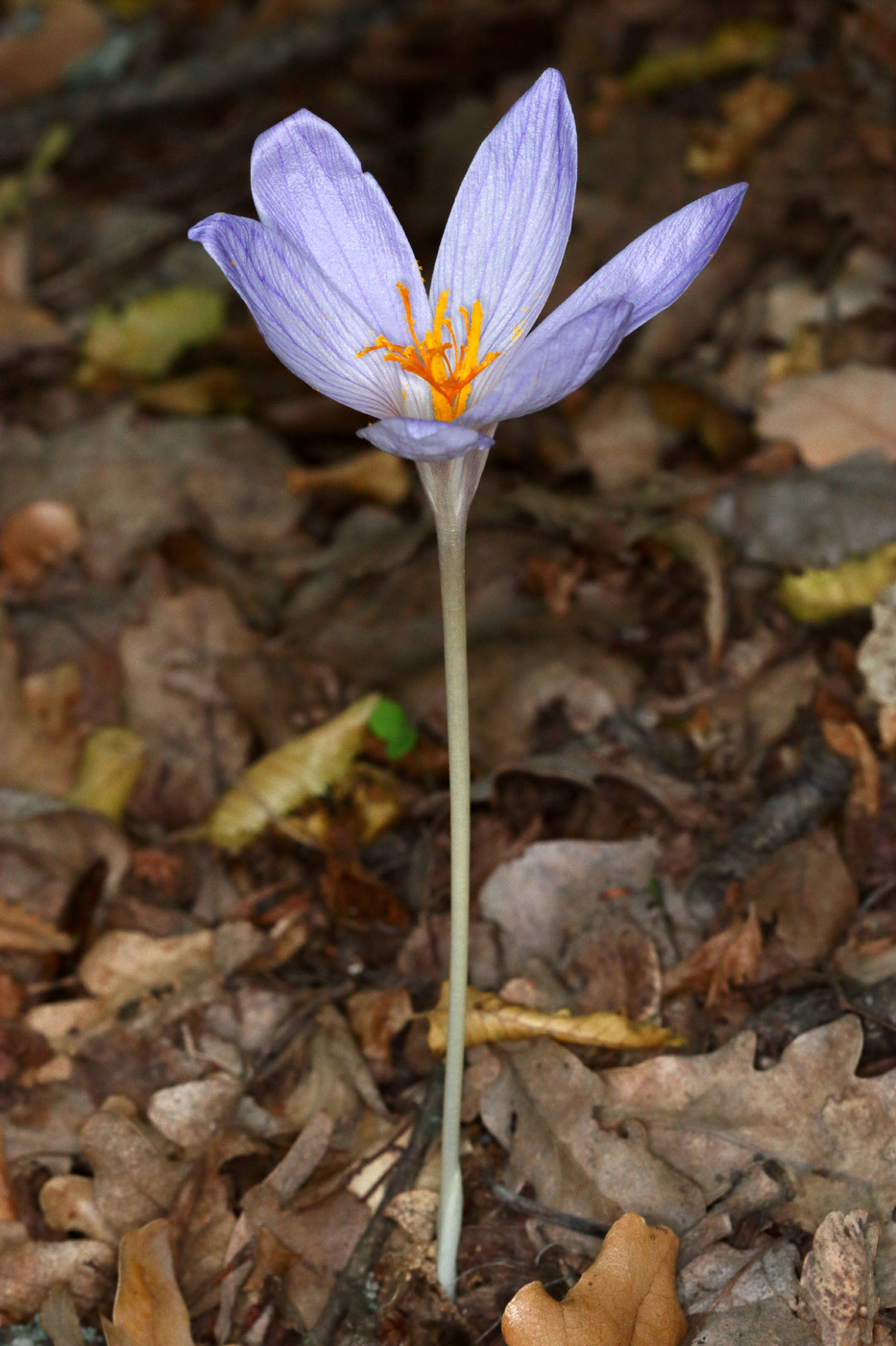 Изображение особи Crocus speciosus.