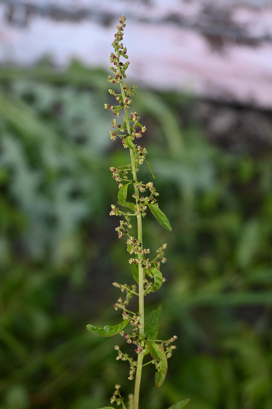 Изображение особи Lipandra polysperma.