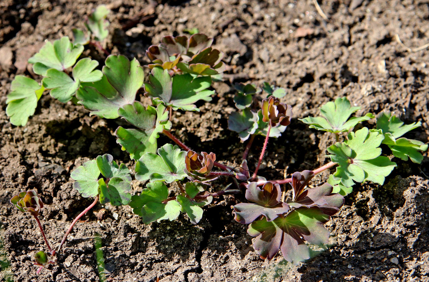 Image of Aquilegia sibirica specimen.