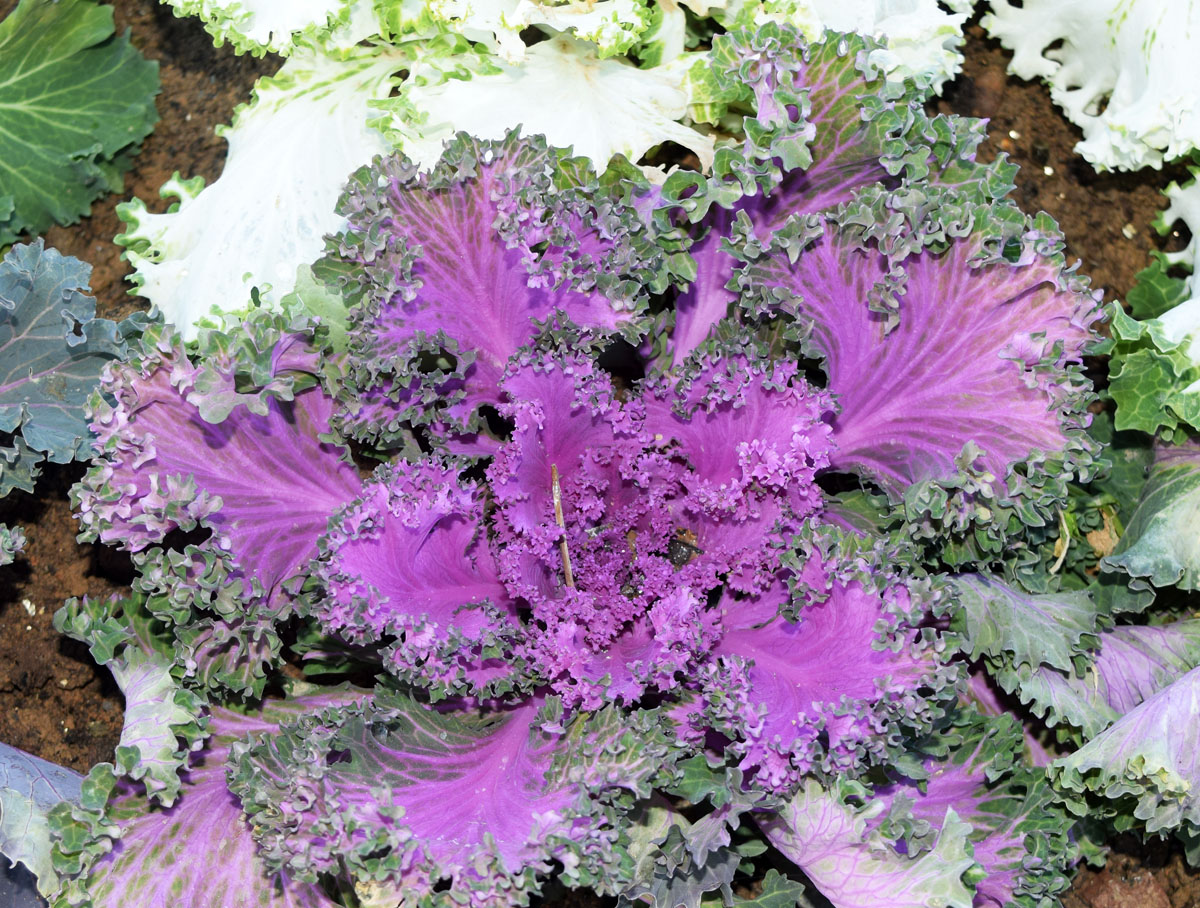 Image of Brassica oleracea var. viridis specimen.